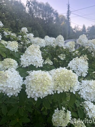 Лилейники, гортензия