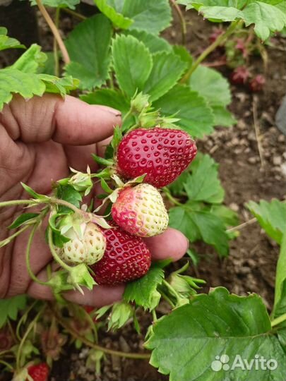 Рассада клубники Негретянка