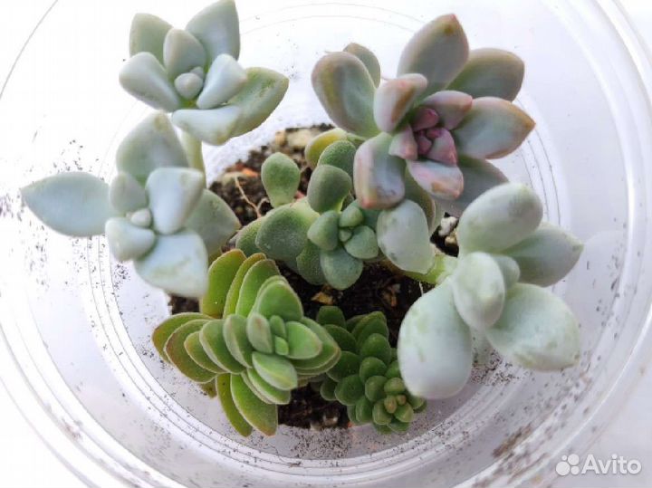 Садики суккулентов 150