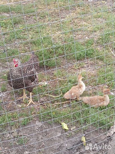 Зерно пшеница ячмень