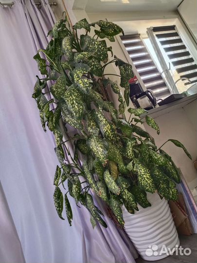 Диффенбахия 2 метра