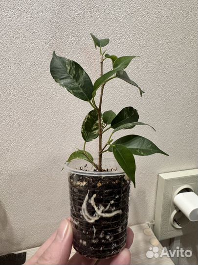 Фикус бенджамина Сафари
