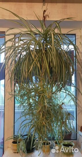 Хлорофитум