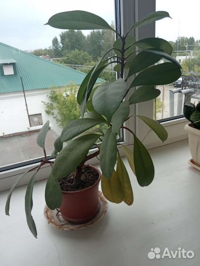 Дендробиум фикус