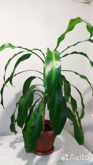 Драцена массанджеана