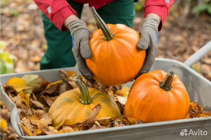 Тыква на хэллоуин и для еды