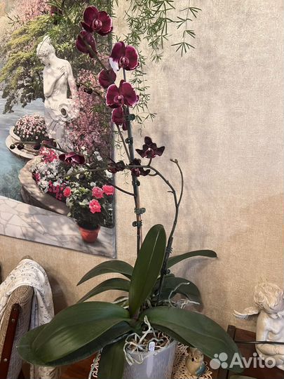 Каменная роза и Черный лебедь