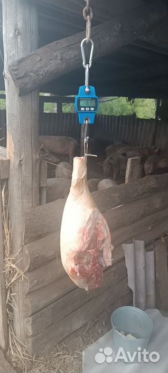 Мясо свинина домашняя