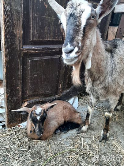 Козел Альпийский