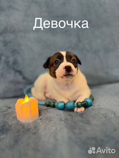 Щенки Джек Рассел терьер