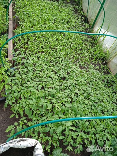 Рассада помидор и перцев