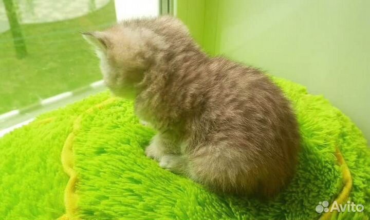 Котята Золотая и Серебристая шиншилла