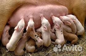 Поросята
