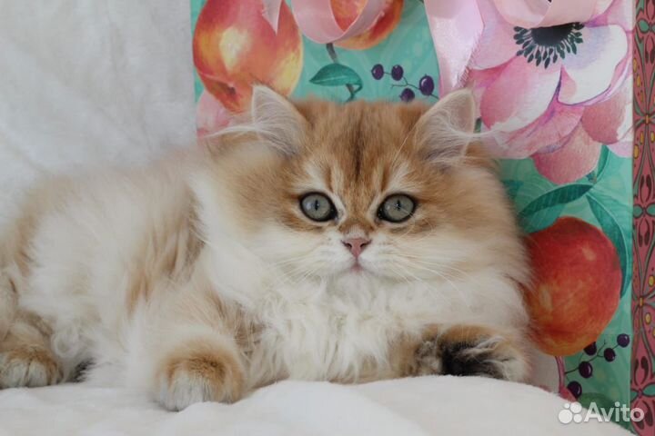 Британский котенок Леопольдо