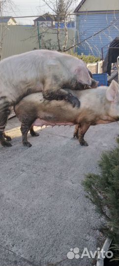 Услуги хряка