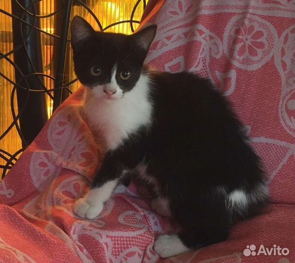 Кошка в дар бесплатно