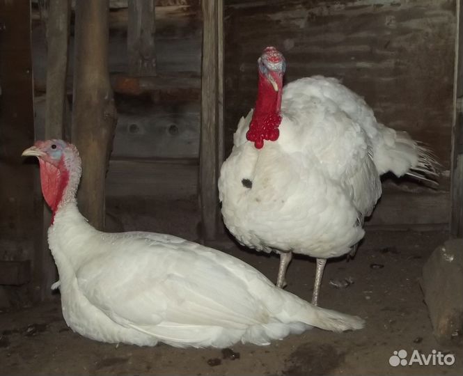 Индейка белая широкогрудая