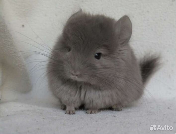 Шиншиллы ангоры мальчики и девочки