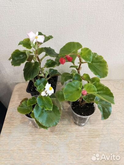 Бегония вечноцветущая