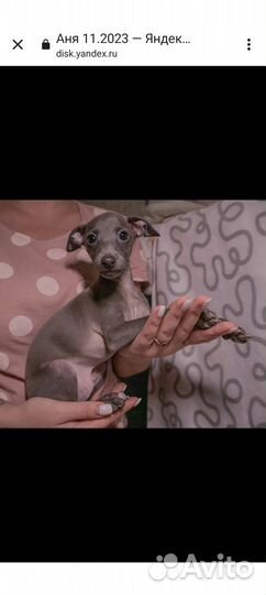 Щенки левретки