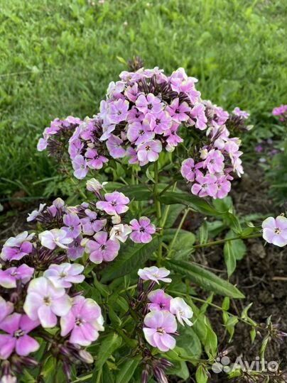 Флокс метельчатый