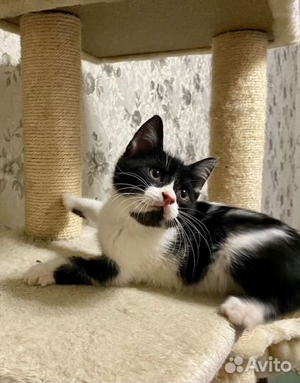 Котенок мальчик