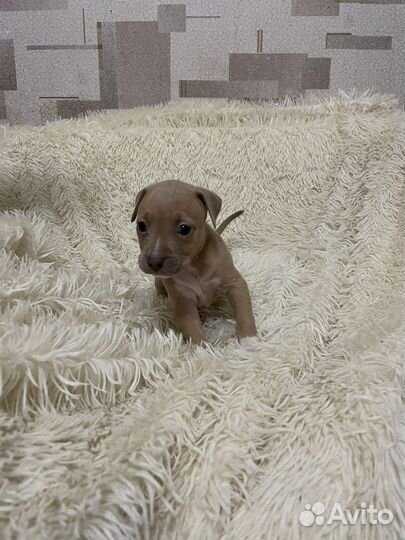 Щенки питбуля