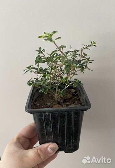 Серисса вариегатная японская