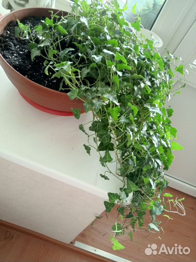 Плющ хедера