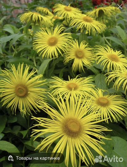 Девясил садовый