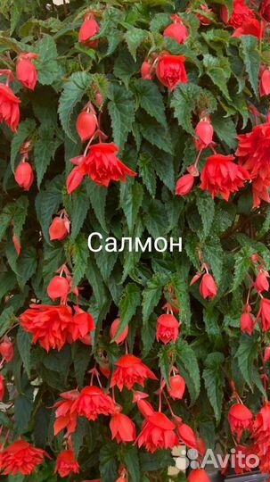 Бегония беллекония Салмон,Роуз