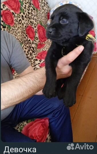 Щенки лабрадора