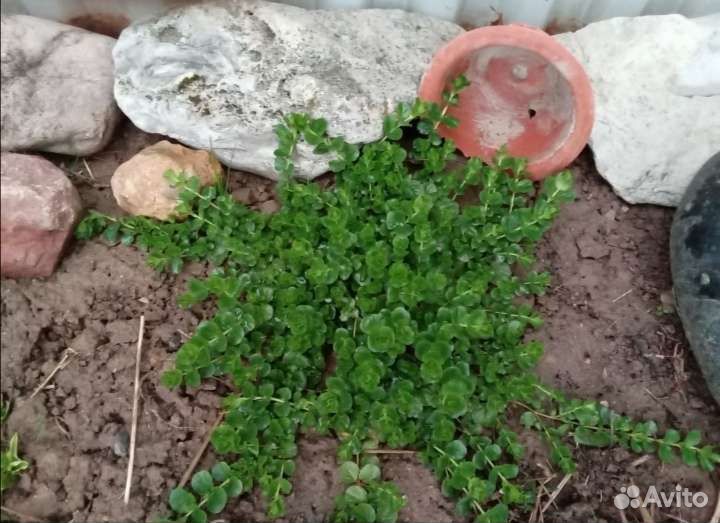 Почвокровные