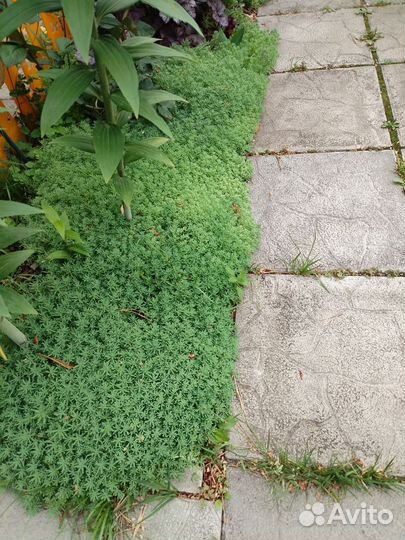 Очиток седум испанский