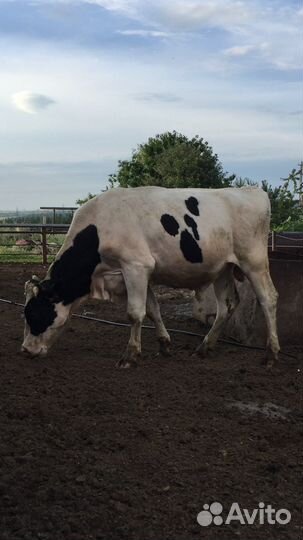 Племенной бык