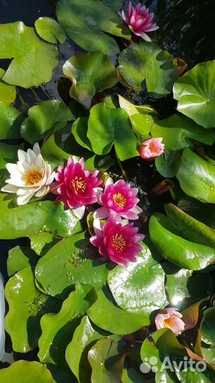 Водяная лилия (нимфея), кувшинки желтые