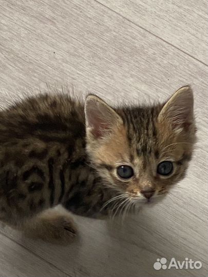 Котята