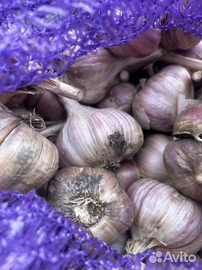 Чеснок Шадейка на посадку