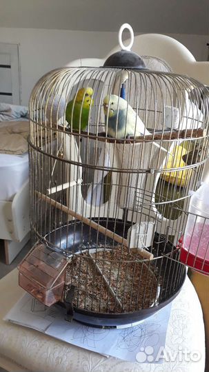Попугаи с клеткой