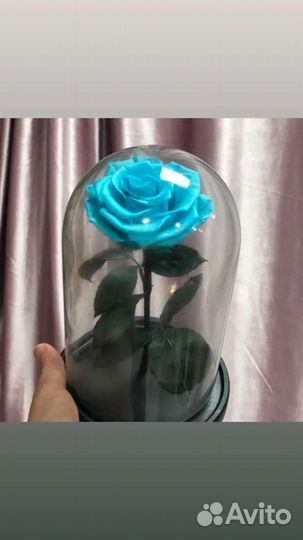 Роза в колбе