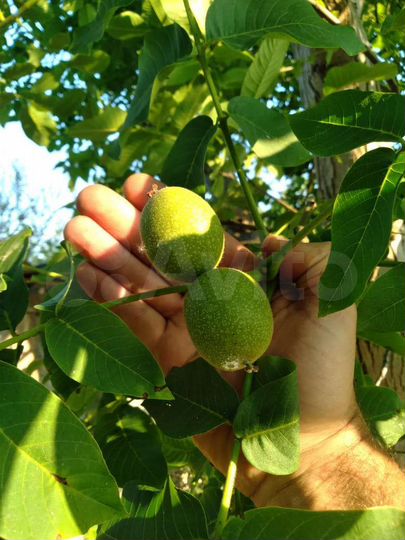 Участок 34 сот. (ИЖС)