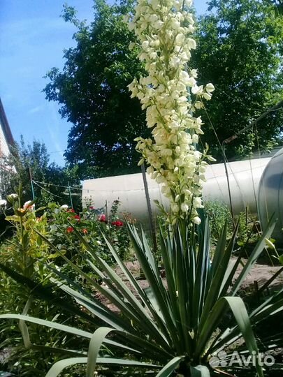 Саженцы юка