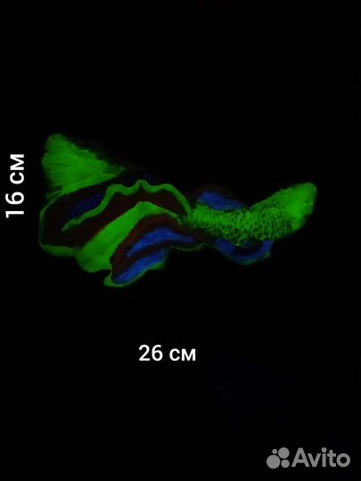 Панно барельеф рыбка светящая в темноте