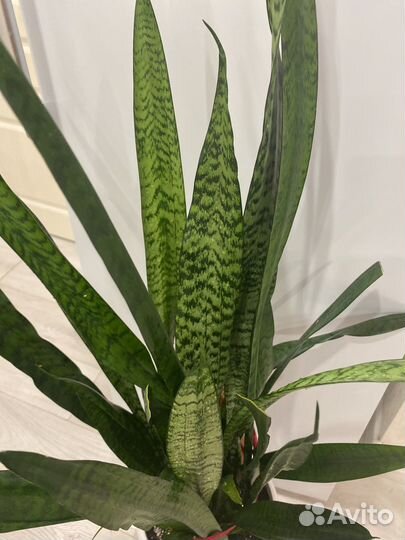 Сансевиерия высокая