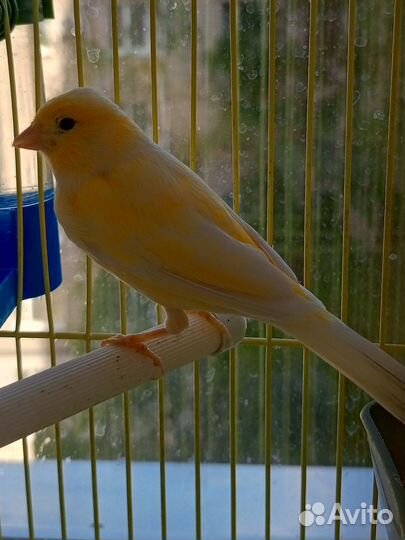 Кенар поющий