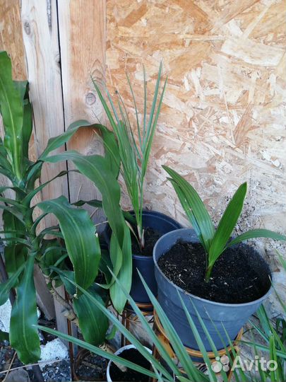 Пальма финиковая