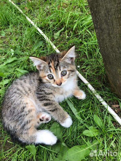 Котята бесплатно