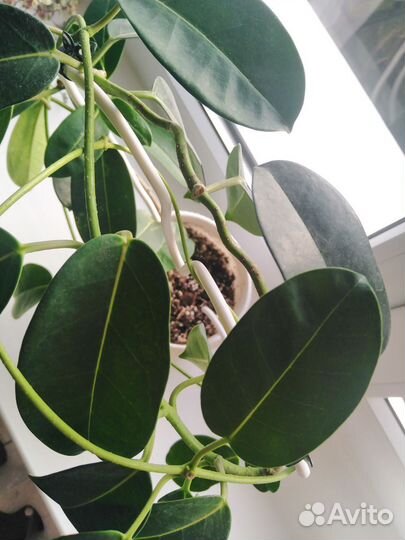 Стефанотис, вариегатный (комнатный жасмин)