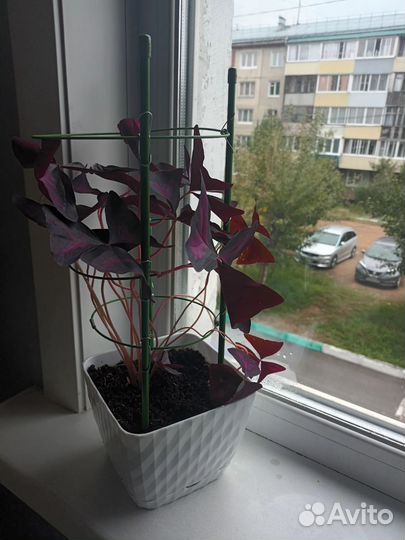 Комнатные цветы