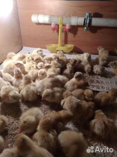 Перепел суточный